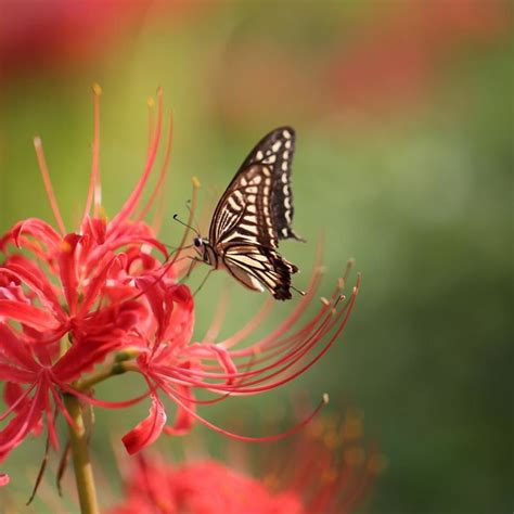 紅蓮華 彼岸花|ヒガンバナ（彼岸花）とは？生態やその特徴について。